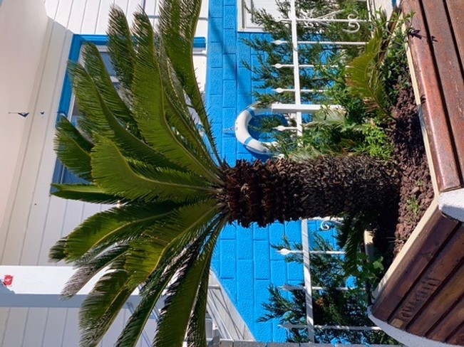 Palmiye Hotel Ağva