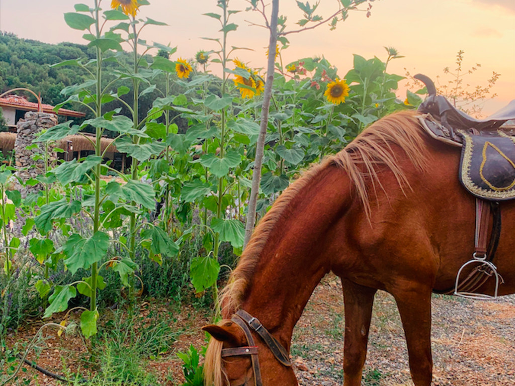 Yenice Vadi Natural Life Village